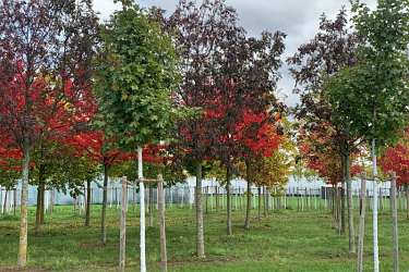 Alleebäume Köln-Auweiler