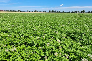 Kartoffeln in der Blüte