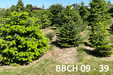 BBCH-Stadien bei Abies