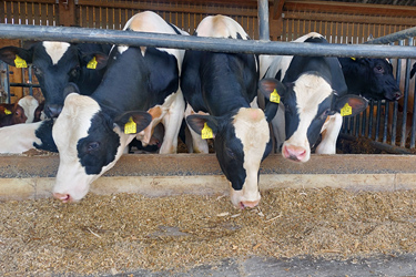 Bullen der Rasse Deutsche Holsteins