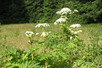 Herkulesstaude - Riesen-Bärenklau