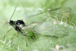 Geflügelte Kreuzdornlaus (Aphis nasturtii)