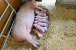 Saugferkel im Ökostall