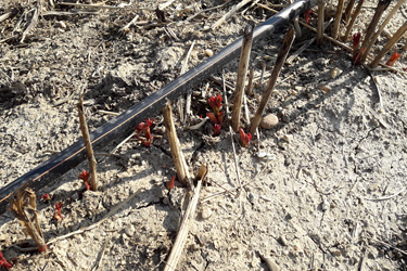 Oberflur-Tröpfchenbewässerung in Pfingstrosen