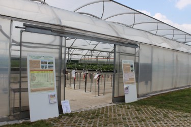 Auweiler Tunneltag