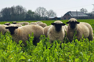 Ackerschaf