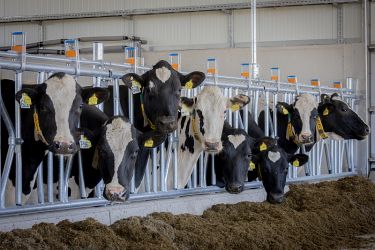 Kühe im TUI-Stall